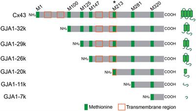 GJA1-20k and Mitochondrial Dynamics